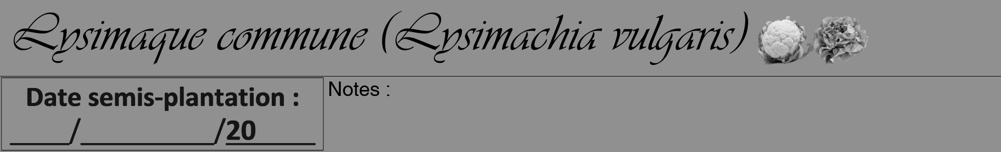 Étiquette de : Lysimachia vulgaris - format a - style noire4viv avec comestibilité simplifiée