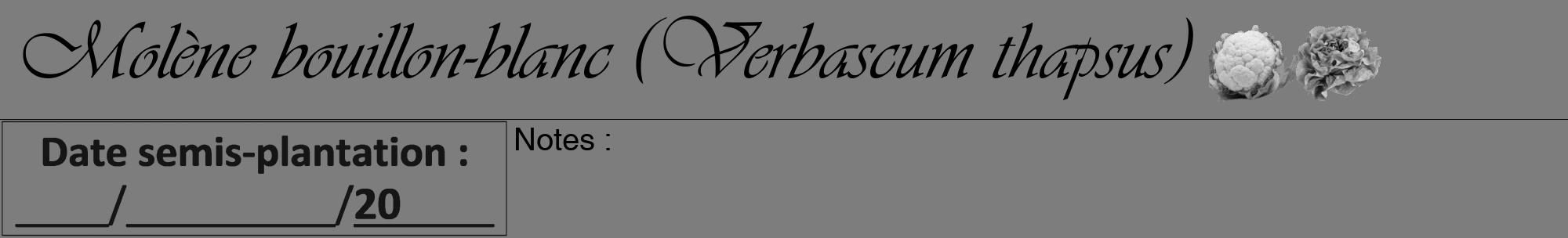 Étiquette de : Verbascum thapsus - format a - style noire35viv avec comestibilité simplifiée