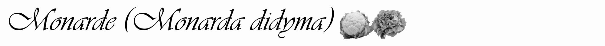 Étiquette de : Monarda didyma - format a - style noire19viv avec comestibilité simplifiée