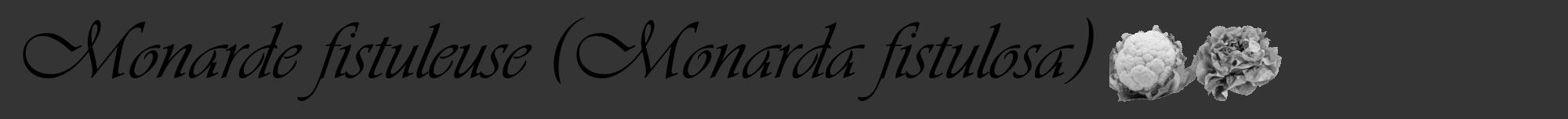 Étiquette de : Monarda fistulosa - format a - style noire46viv avec comestibilité simplifiée