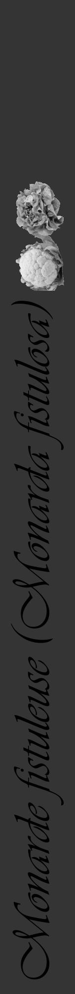 Étiquette de : Monarda fistulosa - format a - style noire46viv avec comestibilité simplifiée - position verticale