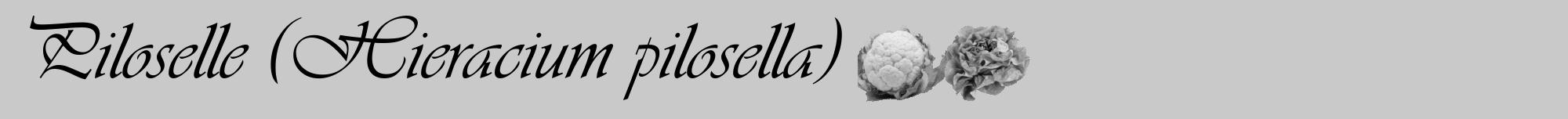 Étiquette de : Hieracium pilosella - format a - style noire54viv avec comestibilité simplifiée
