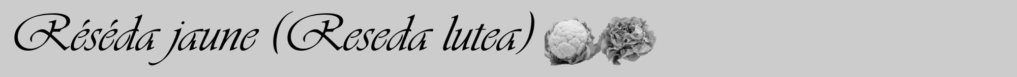 Étiquette de : Reseda lutea - format a - style noire0viv avec comestibilité simplifiée