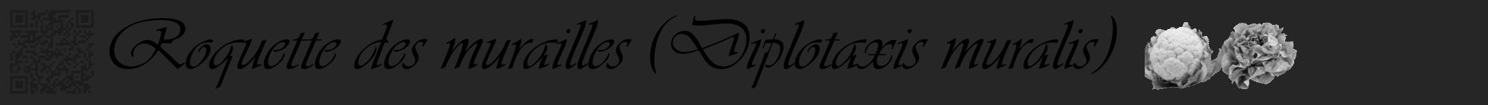 Étiquette de : Diplotaxis muralis - format a - style noire29viv avec qrcode et comestibilité simplifiée