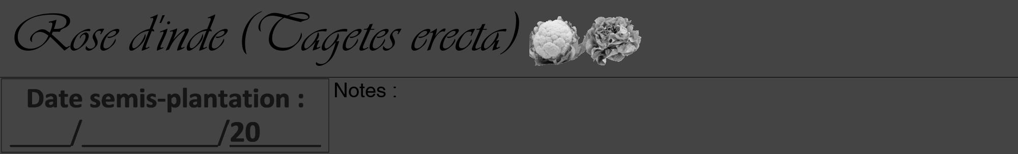 Étiquette de : Tagetes erecta - format a - style noire48viv avec comestibilité simplifiée