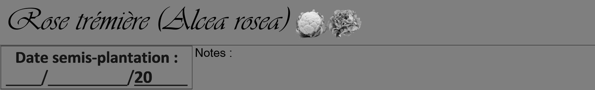 Étiquette de : Alcea rosea - format a - style noire31viv avec comestibilité simplifiée
