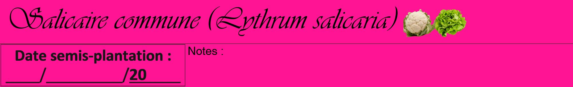 Étiquette de : Lythrum salicaria - format a - style noire43viv avec comestibilité simplifiée