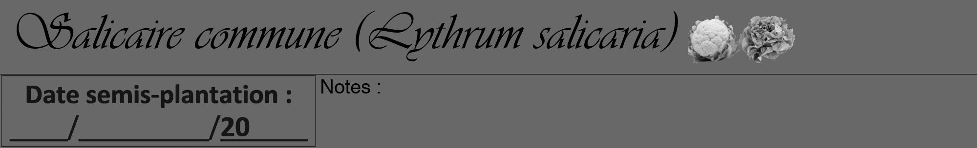 Étiquette de : Lythrum salicaria - format a - style noire43viv avec comestibilité simplifiée
