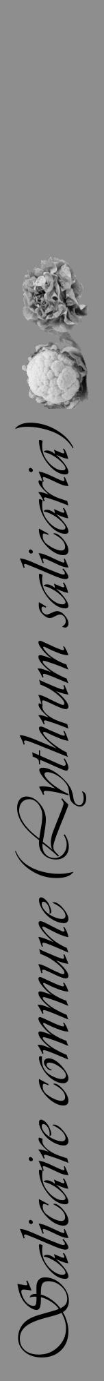 Étiquette de : Lythrum salicaria - format a - style noire25viv avec comestibilité simplifiée - position verticale