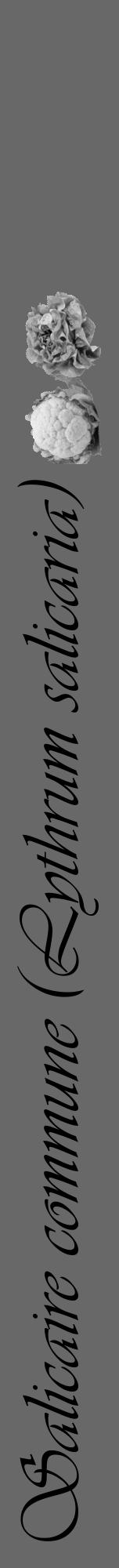 Étiquette de : Lythrum salicaria - format a - style noire43viv avec comestibilité simplifiée - position verticale