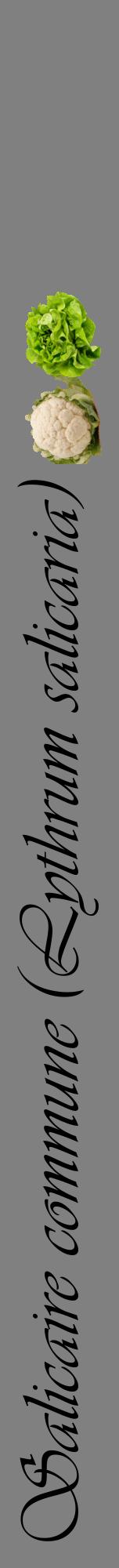 Étiquette de : Lythrum salicaria - format a - style noire57viv avec comestibilité simplifiée