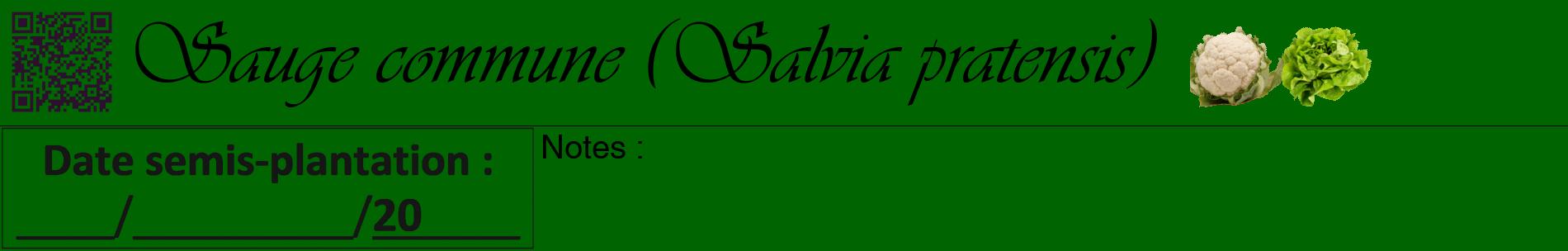 Étiquette de : Salvia pratensis - format a - style noire8basiqueviv avec qrcode et comestibilité simplifiée