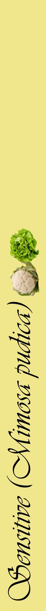 Étiquette de : Mimosa pudica - format a - style noire20viv avec comestibilité simplifiée