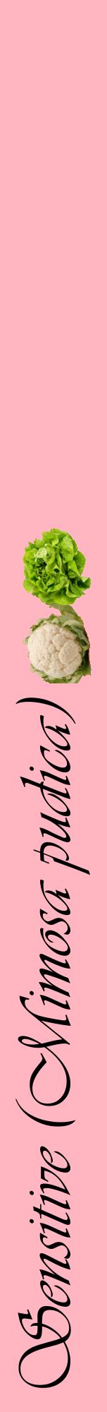 Étiquette de : Mimosa pudica - format a - style noire41viv avec comestibilité simplifiée