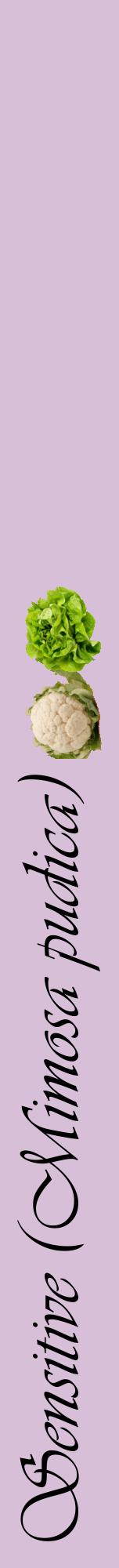 Étiquette de : Mimosa pudica - format a - style noire54viv avec comestibilité simplifiée
