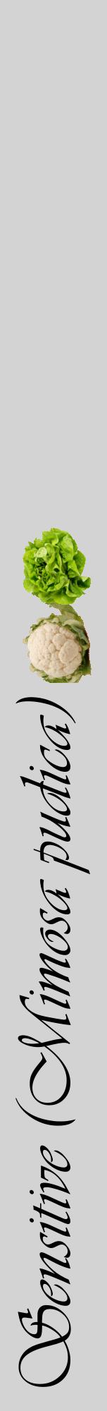 Étiquette de : Mimosa pudica - format a - style noire56viv avec comestibilité simplifiée