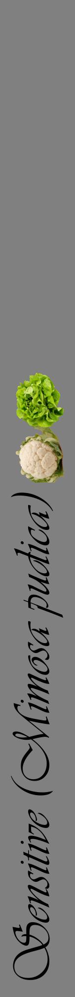Étiquette de : Mimosa pudica - format a - style noire57viv avec comestibilité simplifiée