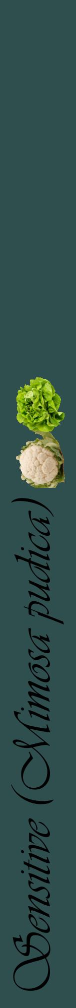 Étiquette de : Mimosa pudica - format a - style noire58viv avec comestibilité simplifiée