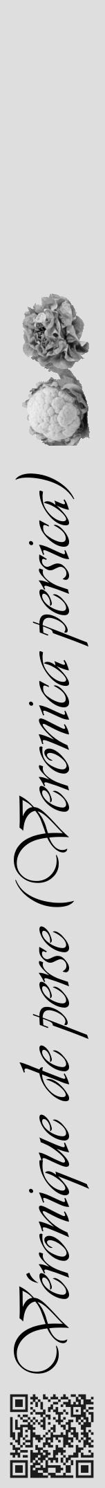 Étiquette de : Veronica persica - format a - style noire20viv avec qrcode et comestibilité simplifiée - position verticale