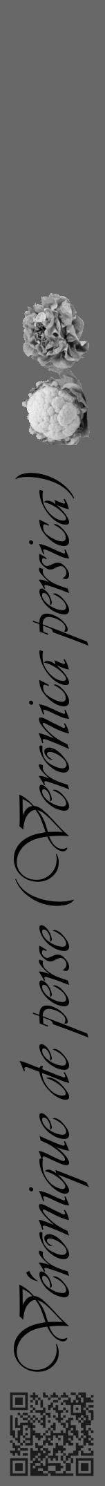 Étiquette de : Veronica persica - format a - style noire6viv avec qrcode et comestibilité simplifiée - position verticale
