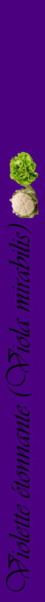 Étiquette de : Viola mirabilis - format a - style noire47viv avec comestibilité simplifiée