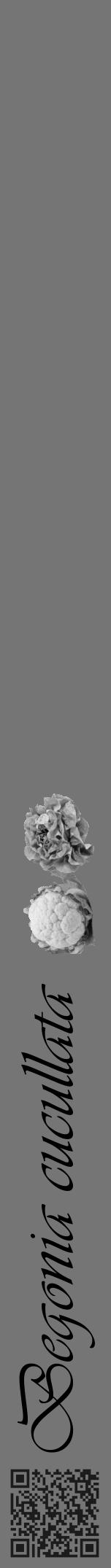 Étiquette de : Begonia cucullata - format a - style noire5viv avec qrcode et comestibilité simplifiée - position verticale
