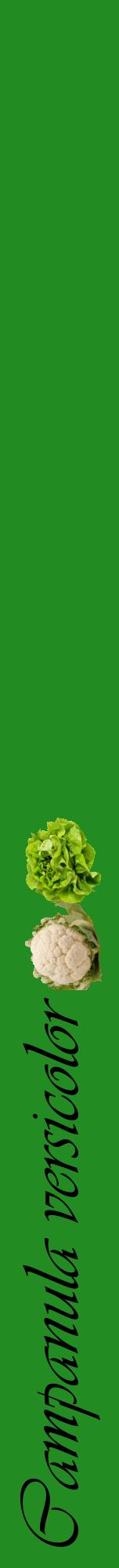 Étiquette de : Campanula versicolor - format a - style noire10viv avec comestibilité simplifiée