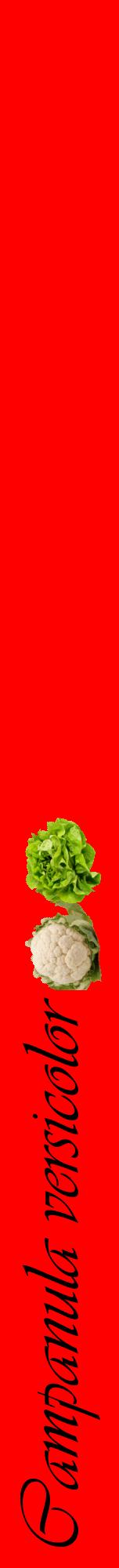 Étiquette de : Campanula versicolor - format a - style noire27viv avec comestibilité simplifiée