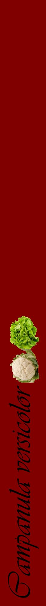 Étiquette de : Campanula versicolor - format a - style noire29viv avec comestibilité simplifiée