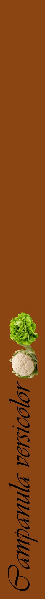 Étiquette de : Campanula versicolor - format a - style noire30viv avec comestibilité simplifiée