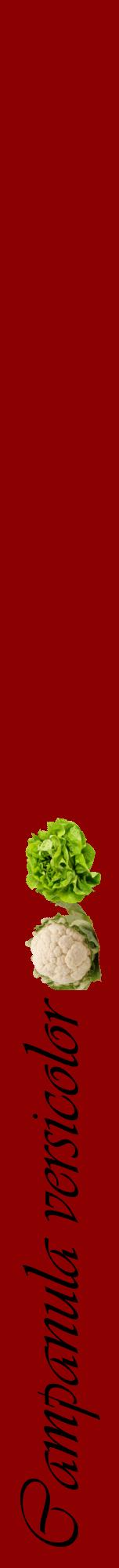 Étiquette de : Campanula versicolor - format a - style noire34viv avec comestibilité simplifiée