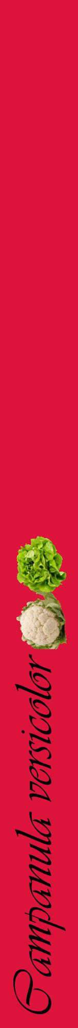 Étiquette de : Campanula versicolor - format a - style noire36viv avec comestibilité simplifiée