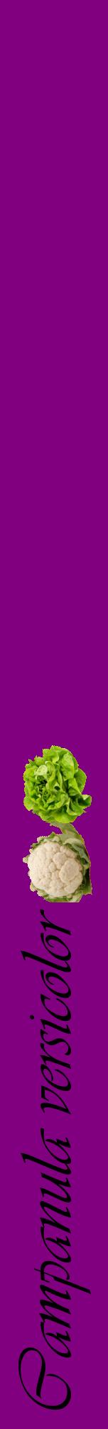 Étiquette de : Campanula versicolor - format a - style noire46viv avec comestibilité simplifiée