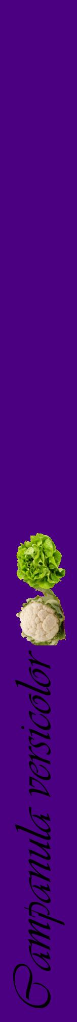 Étiquette de : Campanula versicolor - format a - style noire47viv avec comestibilité simplifiée