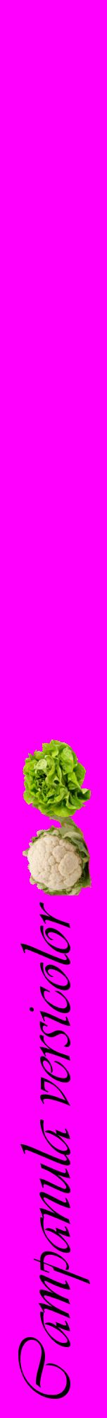 Étiquette de : Campanula versicolor - format a - style noire51viv avec comestibilité simplifiée