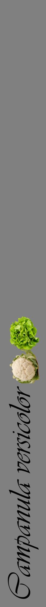 Étiquette de : Campanula versicolor - format a - style noire57viv avec comestibilité simplifiée