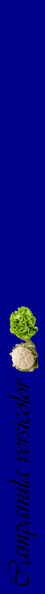 Étiquette de : Campanula versicolor - format a - style noire7viv avec comestibilité simplifiée