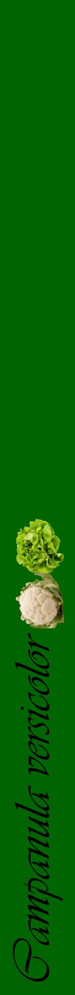 Étiquette de : Campanula versicolor - format a - style noire8viv avec comestibilité simplifiée