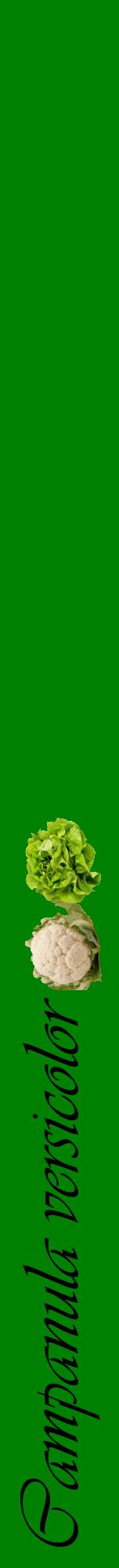 Étiquette de : Campanula versicolor - format a - style noire9viv avec comestibilité simplifiée