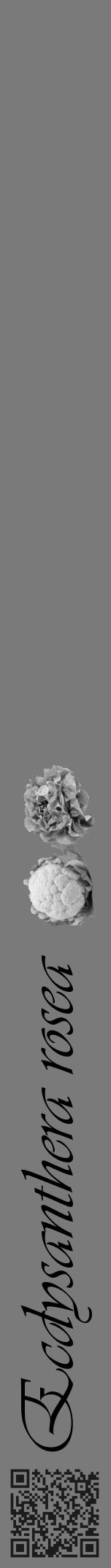 Étiquette de : Ecdysanthera rosea - format a - style noire3viv avec qrcode et comestibilité simplifiée - position verticale