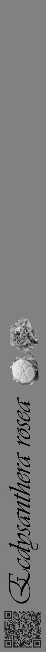 Étiquette de : Ecdysanthera rosea - format a - style noire50viv avec qrcode et comestibilité simplifiée - position verticale