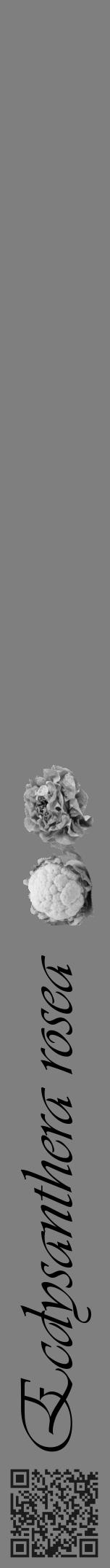 Étiquette de : Ecdysanthera rosea - format a - style noire57viv avec qrcode et comestibilité simplifiée - position verticale
