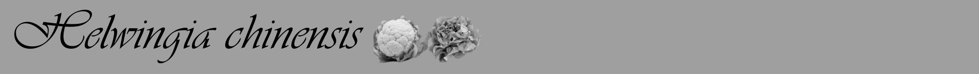 Étiquette de : Helwingia chinensis - format a - style noire24viv avec comestibilité simplifiée