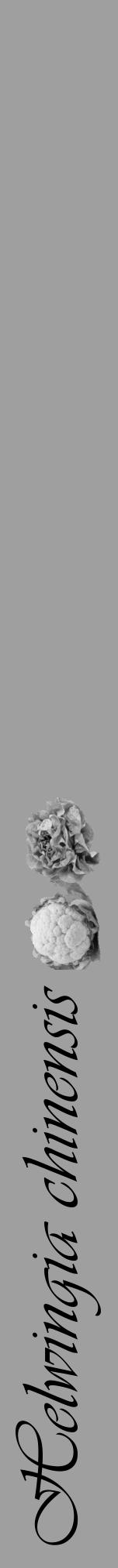 Étiquette de : Helwingia chinensis - format a - style noire24viv avec comestibilité simplifiée - position verticale