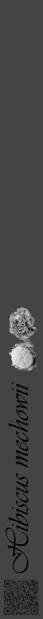 Étiquette de : Hibiscus mechowii - format a - style noire48viv avec qrcode et comestibilité simplifiée - position verticale