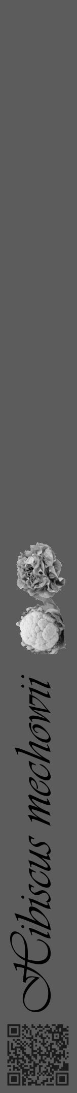 Étiquette de : Hibiscus mechowii - format a - style noire49basiqueviv avec qrcode et comestibilité simplifiée - position verticale