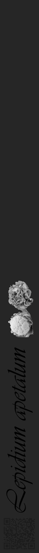 Étiquette de : Lepidium apetalum - format a - style noire29simpleviv avec qrcode et comestibilité simplifiée - position verticale