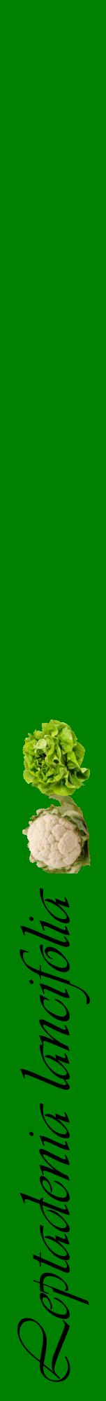 Étiquette de : Leptadenia lancifolia - format a - style noire9viv avec comestibilité simplifiée