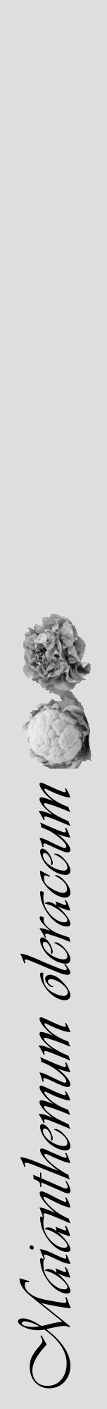 Étiquette de : Maianthemum oleraceum - format a - style noire20viv avec comestibilité simplifiée - position verticale