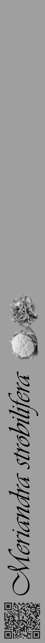 Étiquette de : Meriandra strobilifera - format a - style noire24viv avec qrcode et comestibilité simplifiée - position verticale